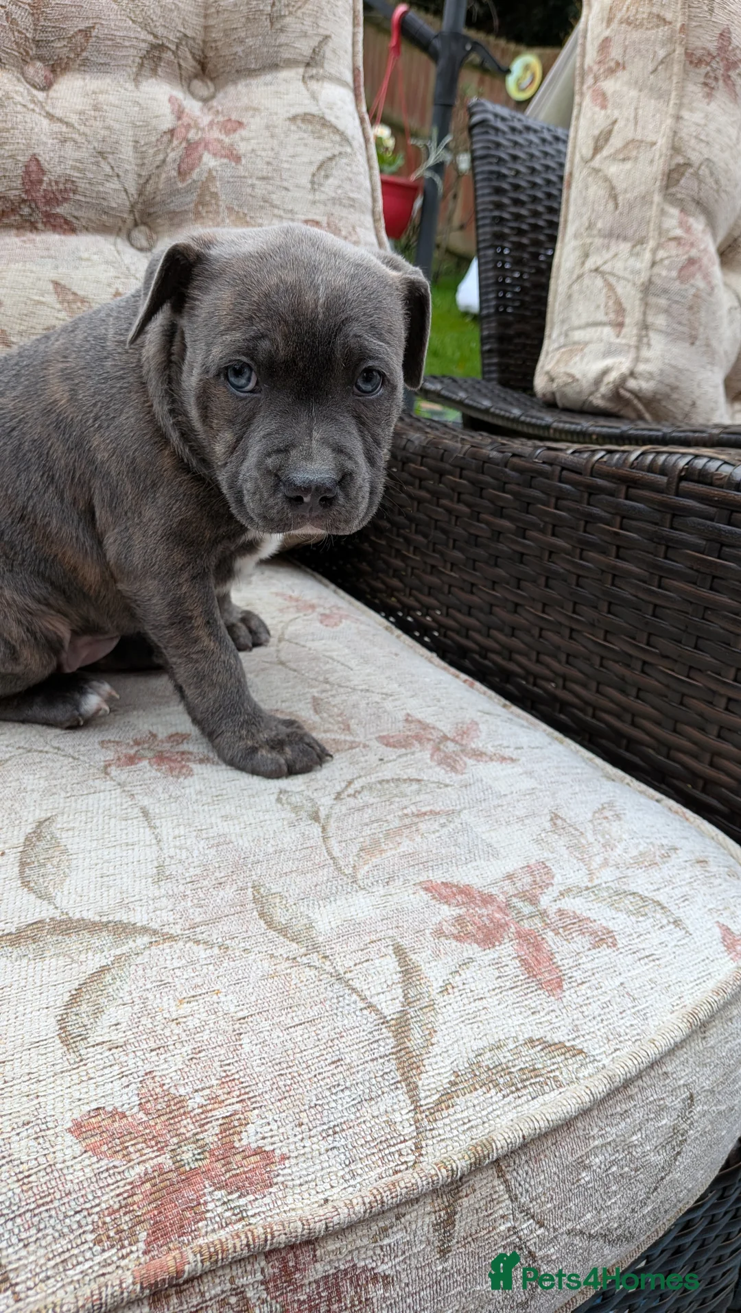 Staffordshire Bull Terrier dogs for sale: Staffordshire bull terrier blue brindle puppies  - Advert 12