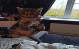 Mixed Breed cats for sale: 4 beautiful kittens - Advert 8