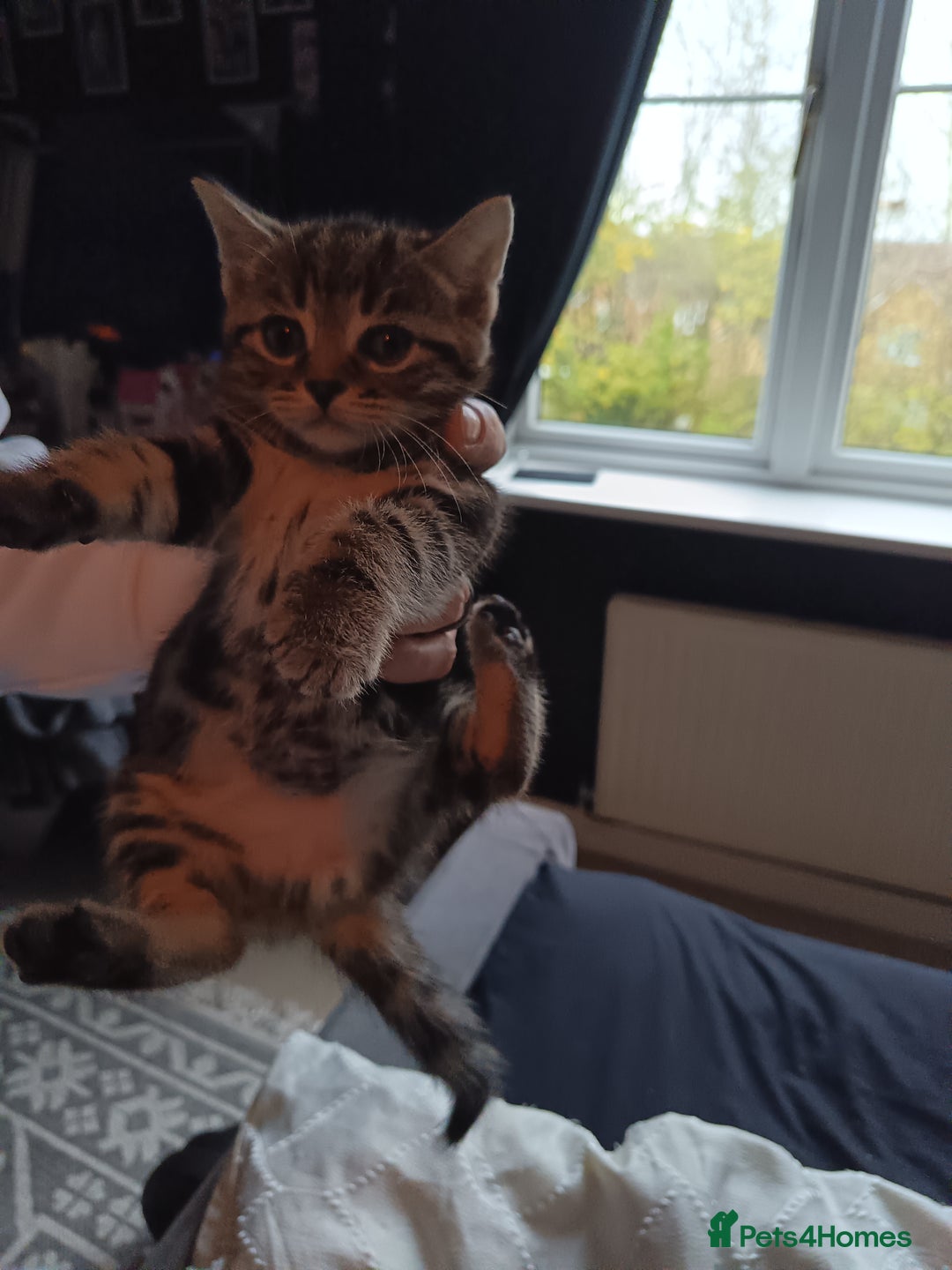 Mixed Breed cats for sale: 4 beautiful kittens - Advert 8