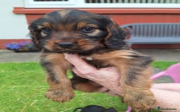Mixed Breed dogs for sale: 4 male cocker mixes - Image 9