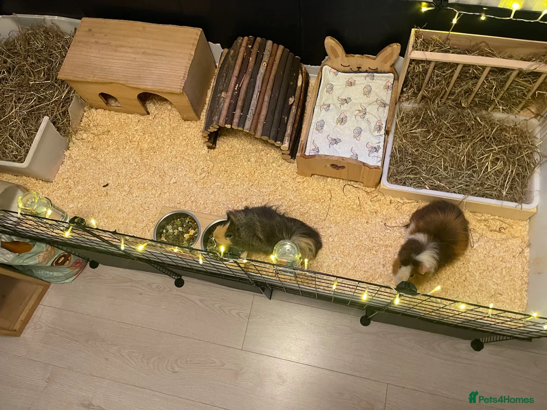 Guinea Pig rodents for sale: Two male guinea pigs with full set up and extras - Advert 2