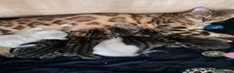 Bengal cats for sale: Bengal kittens  - Advert 12