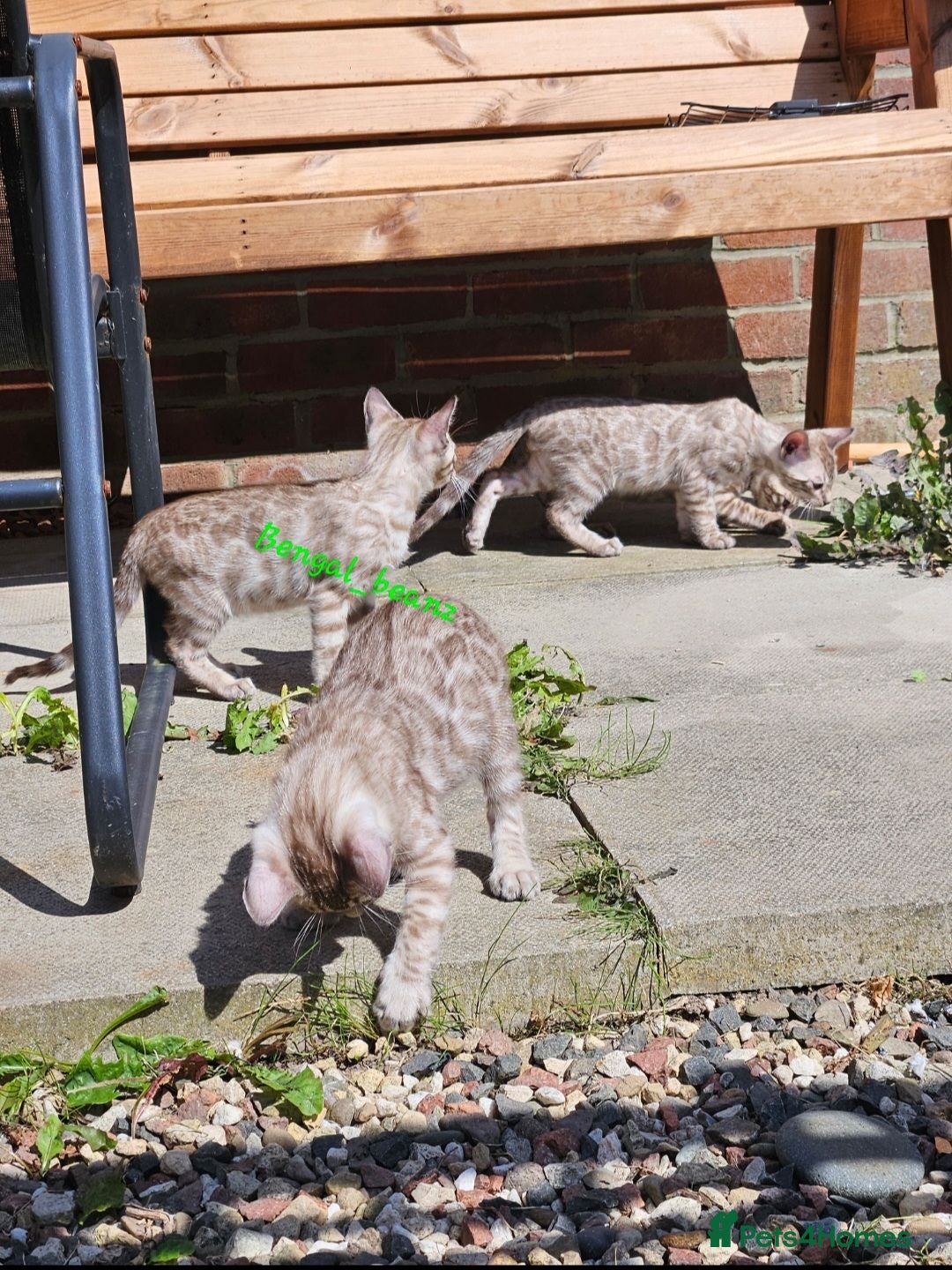 Bengal cats Snow mink bengals - ready now - Advert 1