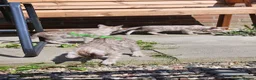 Bengal cats for sale: Snow mink bengals - ready now - Advert 1