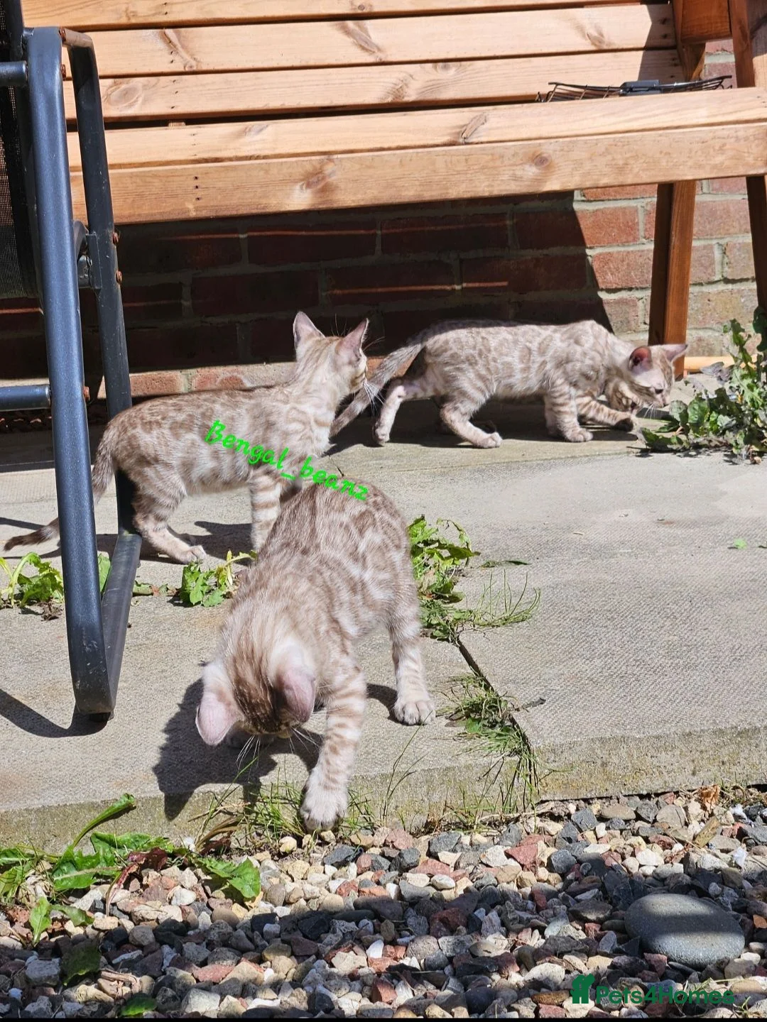 Bengal cats for sale: Snow mink bengals - ready now - Advert 1