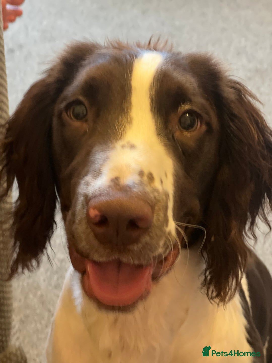 English Springer Spaniel dogs for sale: Male springer spaniel  - Advert 6