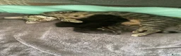 Mixed Breed cats for sale: Kittens gor sale - Advert 4