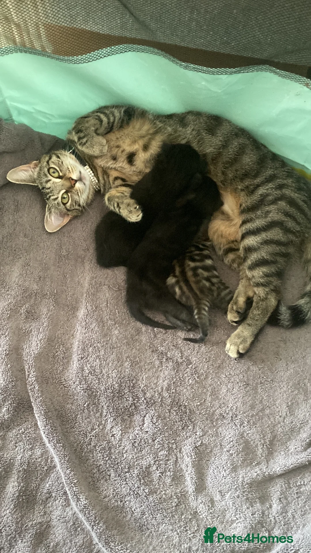 Mixed Breed cats for sale: Kittens gor sale - Advert 4