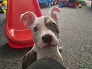 Staffordshire Bull Terrier dogs - Advert 15