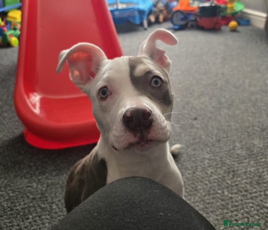 Staffordshire Bull Terrier dogs - Advert 1