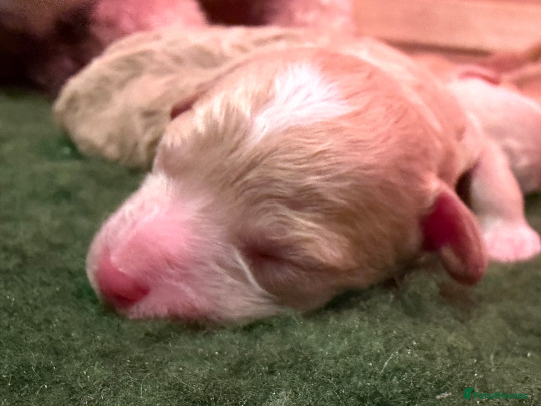 Poochon dogs for sale: Miniature Poochon puppies ready mid February - Advert 5