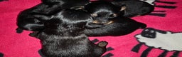 Russian Toy Terrier dogs for sale: Russian toy puppies  - Advert 4