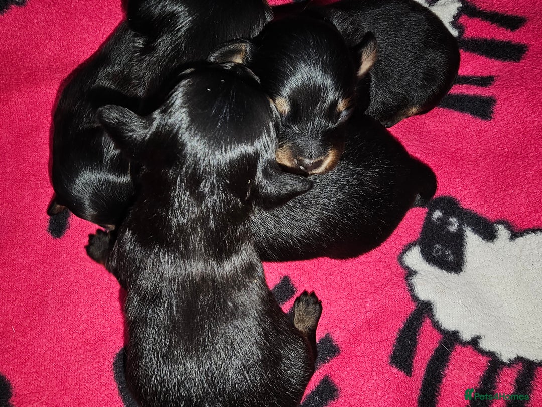 Russian Toy Terrier dogs for sale: Russian toy puppies  - Advert 4