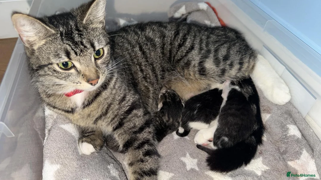 Mixed Breed cats for sale: Adorable kittens looking for forever home in London - Advert 1