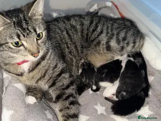 Mixed Breed cats Adorable kittens looking for forever home - Advert 2