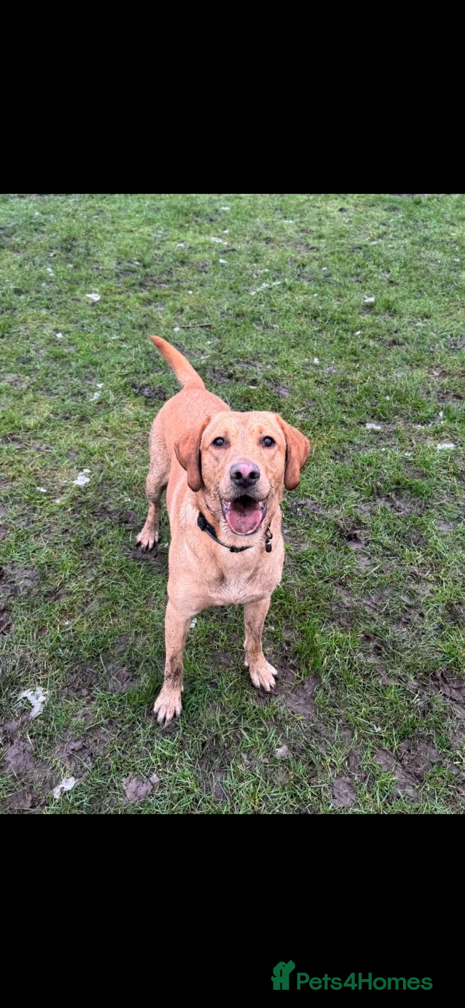 Mixed Breed dogs for sale: Staffy x labrador puppies - Advert 5