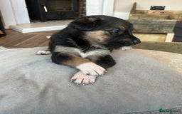 Mixed Breed dogs for sale: Belgian malinois x Anatolian shepherd mix pups 🐶  - Image 12