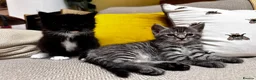 Maine Coon cats for sale: 5 Maine Coon kittens looking for their homes 🐾 - Advert 20