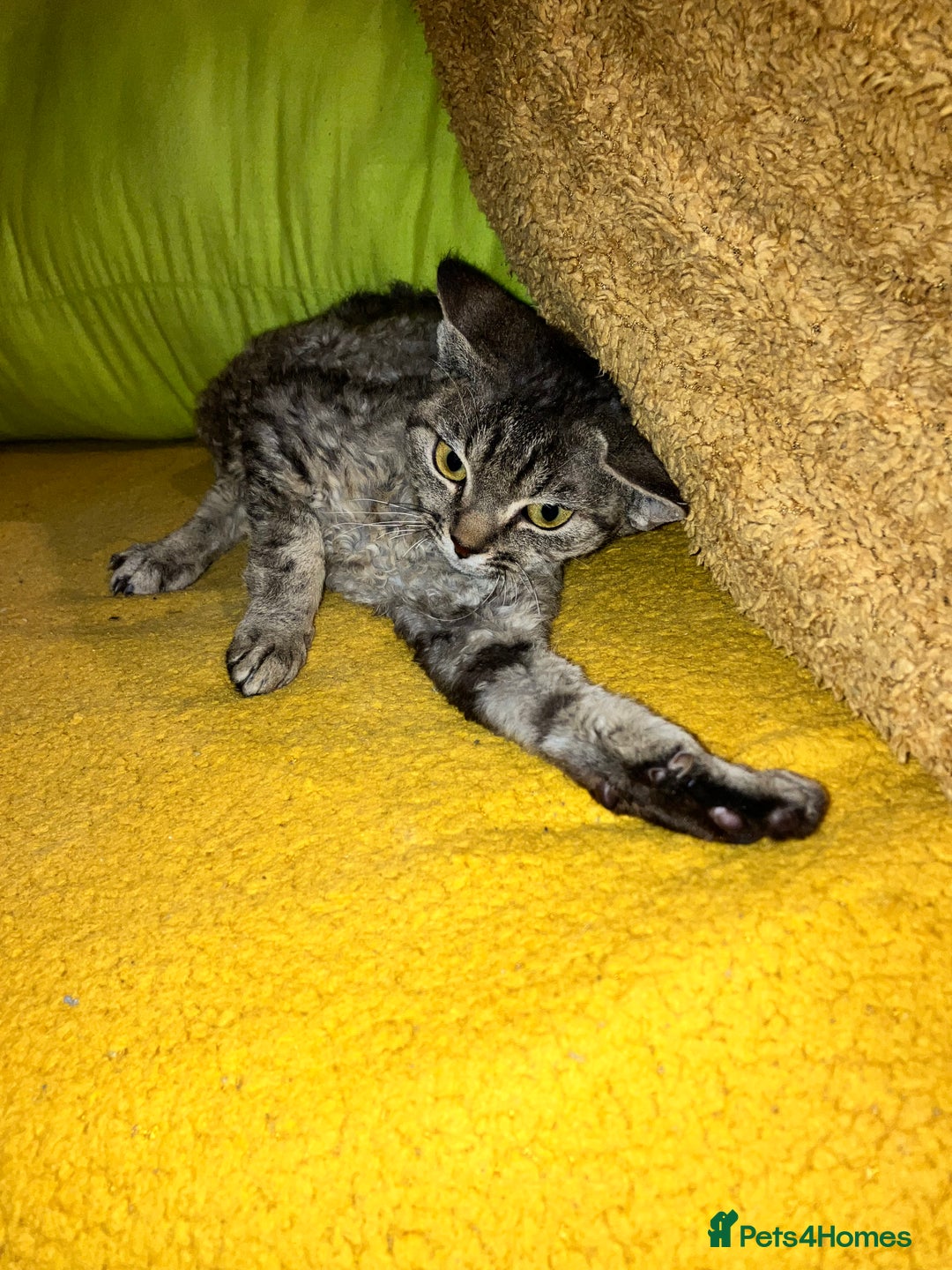 Devon Rex cats for sale: GCCF registered - Devon Rex Kittens - Advert 13