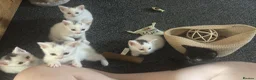 Mixed Breed cats for sale: White kittens - Advert 6