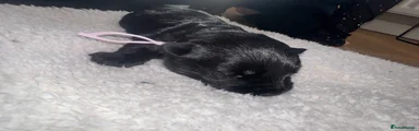 Scottish Terrier Puppy 6