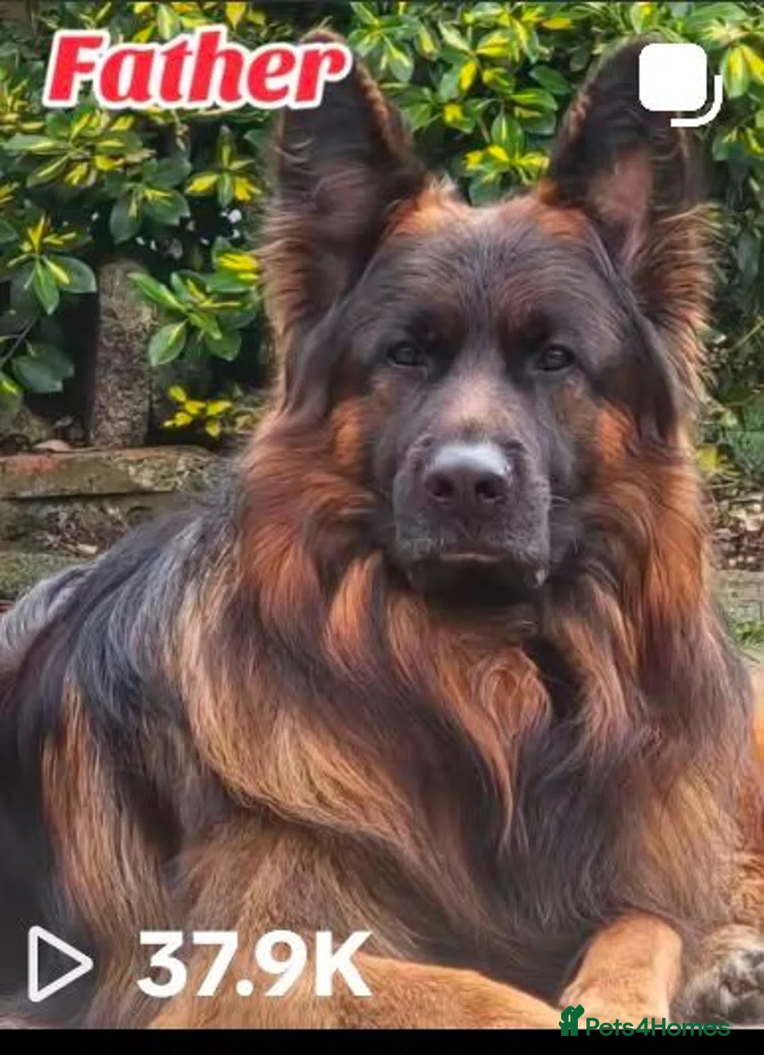 German Shepherd dogs for sale: KC Register German Shepherd puppies  - Advert 1