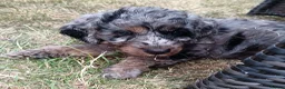 Cockapoo dogs for sale: Only one blue merle girl left, F2B Cockapoo  - Advert 19