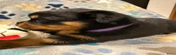 Rottweiler dogs for sale: ✨Big bone Pups for Sale Healthy & Ready to Go 🐶✨ in Skegness - Advert 5