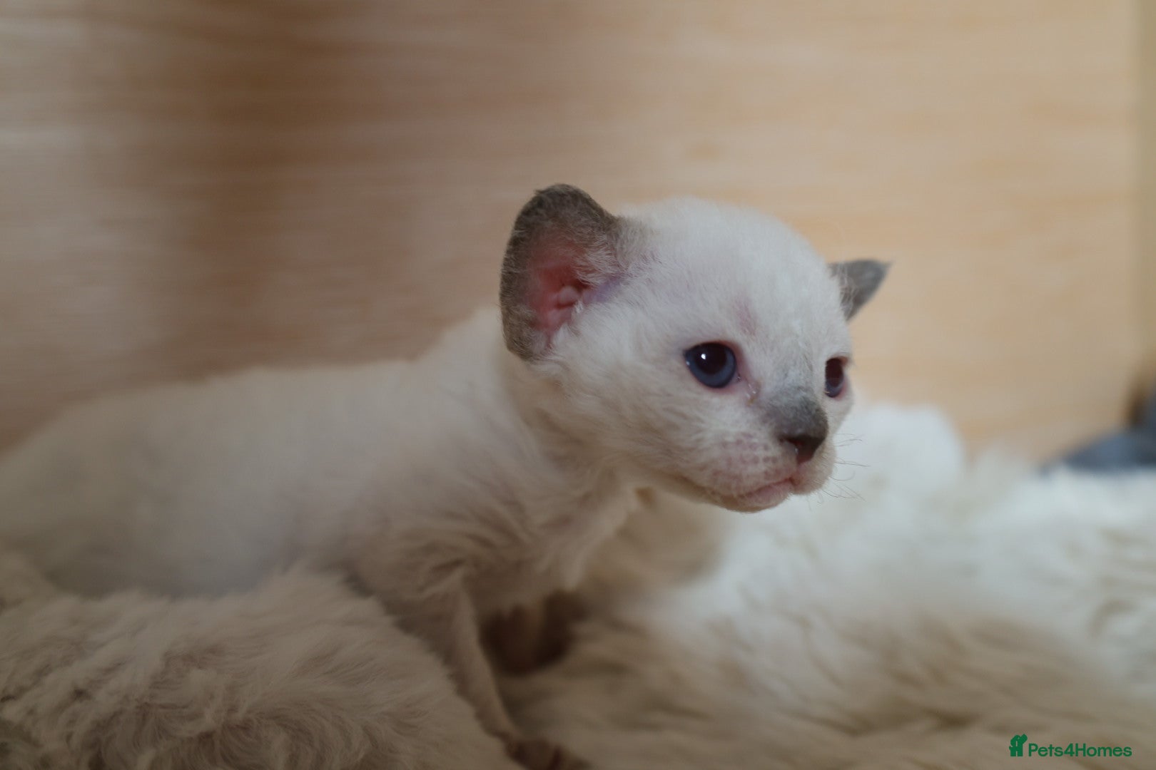 Devon Rex cats Last girl still available!!! - Advert 3