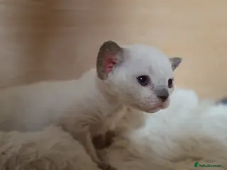 Devon Rex cats Last girl still available!!! - Advert 3