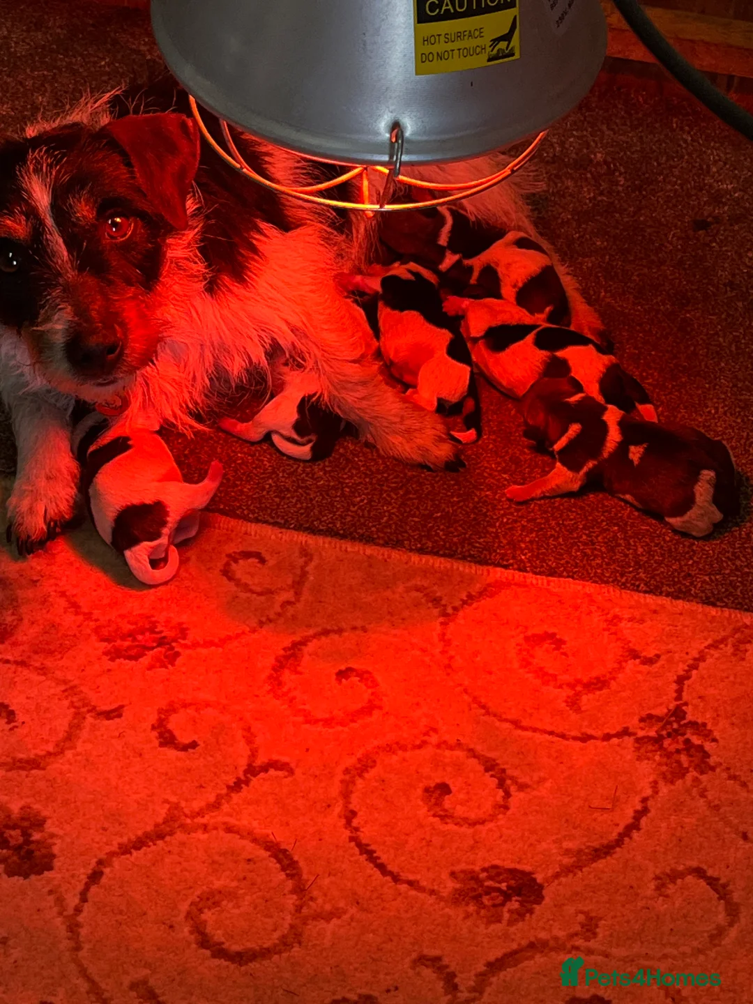 Jack Russell dogs for sale: Jack russel puppies  - Advert 2