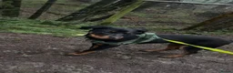 Mixed Breed dogs for sale: Rottie Mix Female  in Hereford - Advert 4