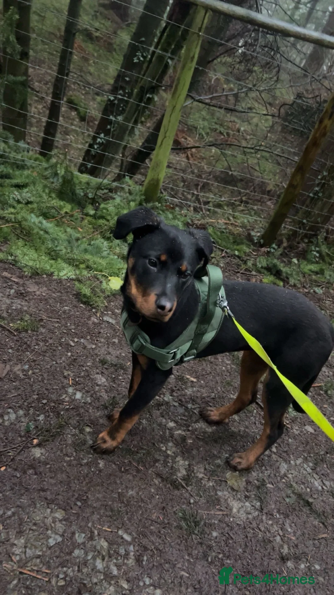 Mixed Breed dogs for sale: Rottie Mix Female  in Hereford - Advert 4