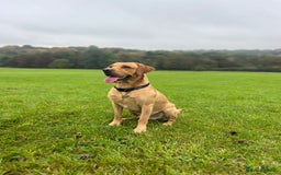 Mixed Breed dogs for sale: Beautiful pointer lab puppies!  - Image 15