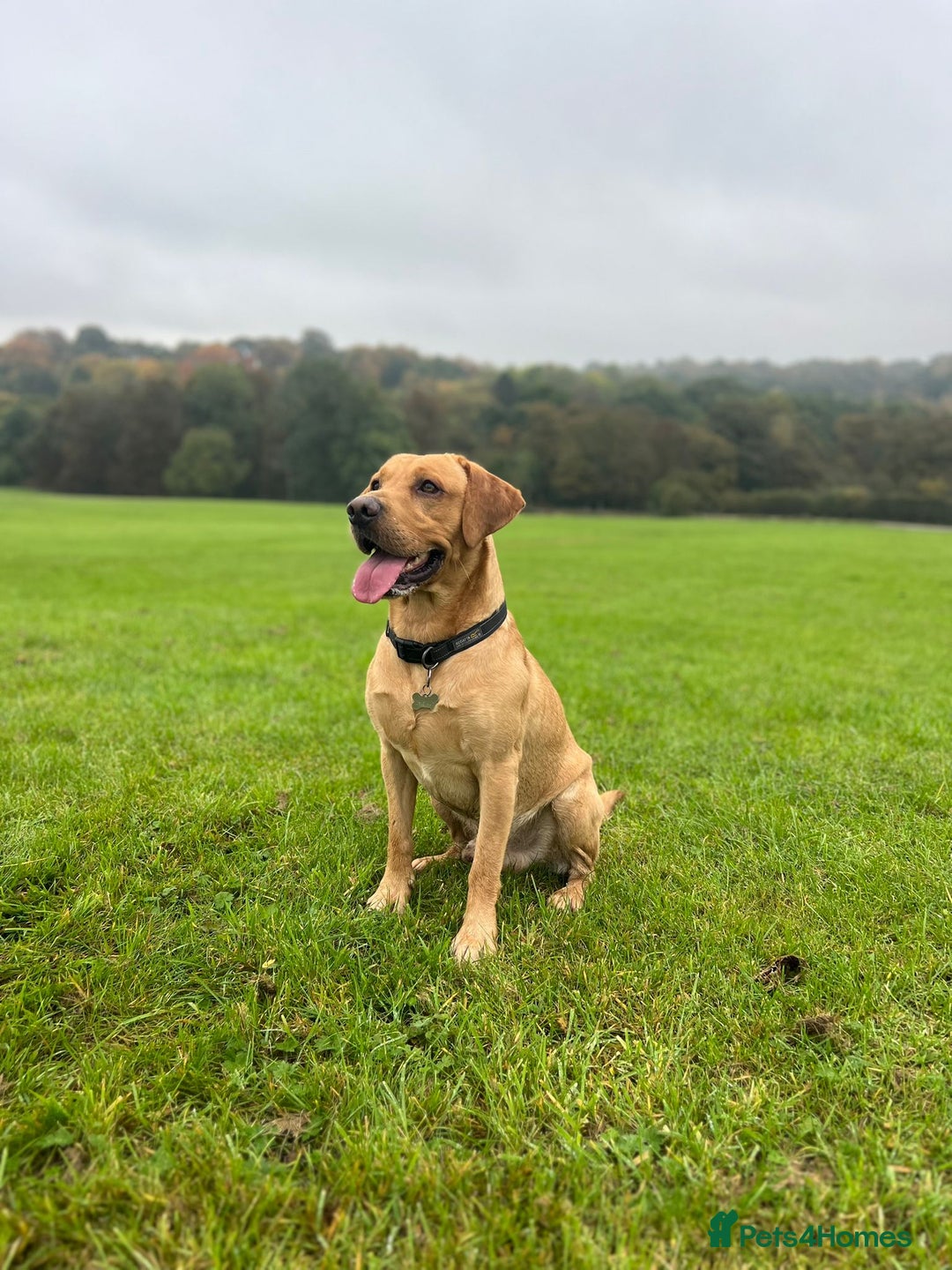 Mixed Breed dogs for sale: Beautiful pointer lab puppies!  - Image 15