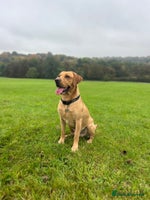 Mixed Breed dogs - Advert 10