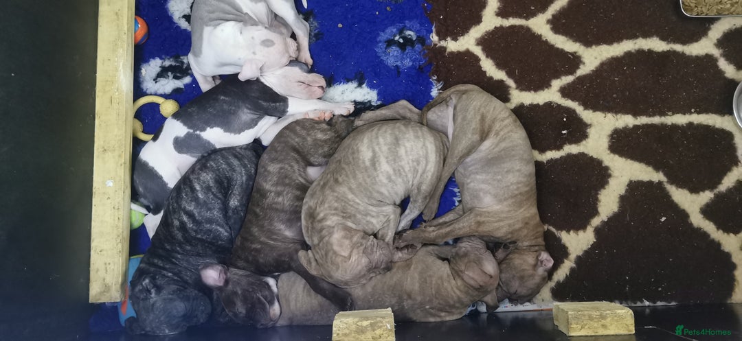 Mixed Breed dogs for sale: 7 Adorable Bull Terrier Cross Puppies - Advert 9