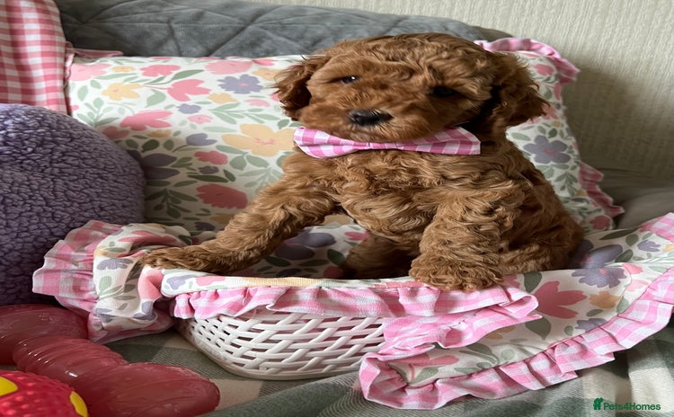 Cockapoo dogs - Advert 1