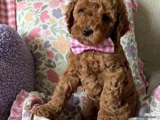 Cockapoo dogs - Advert 30