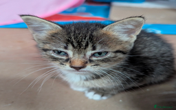 Domestic Shorthair cats for sale: 4 Playful Kittens Ready for Loving Homes!  - Image 11