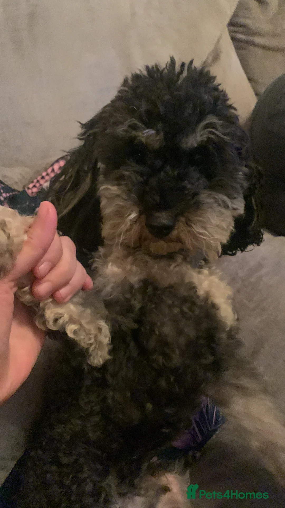 Toy Poodle dogs for sale:   Two Male Toy Poodles (6 & 4) Loving Home Needed  - Advert 4