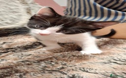 Ragdoll cats for sale: 3 Male Kittens Ragdoll X Turkish Angora  - Image 6