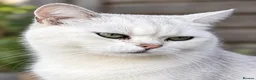 British Shorthair cats for sale: British shorthair chinchillas - Advert 2