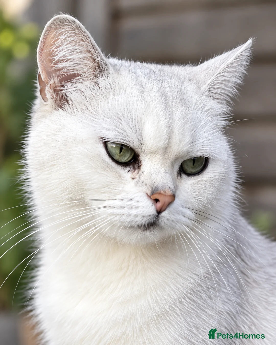 British Shorthair cats for sale: British shorthair chinchillas - Advert 2