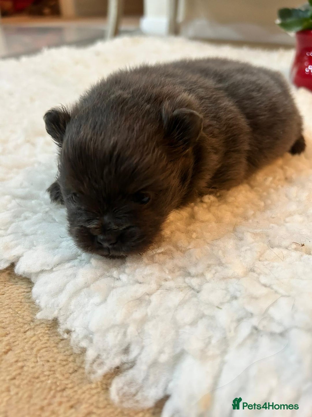 Pomeranian dogs for sale: Blue girl pomeranian - Advert 5