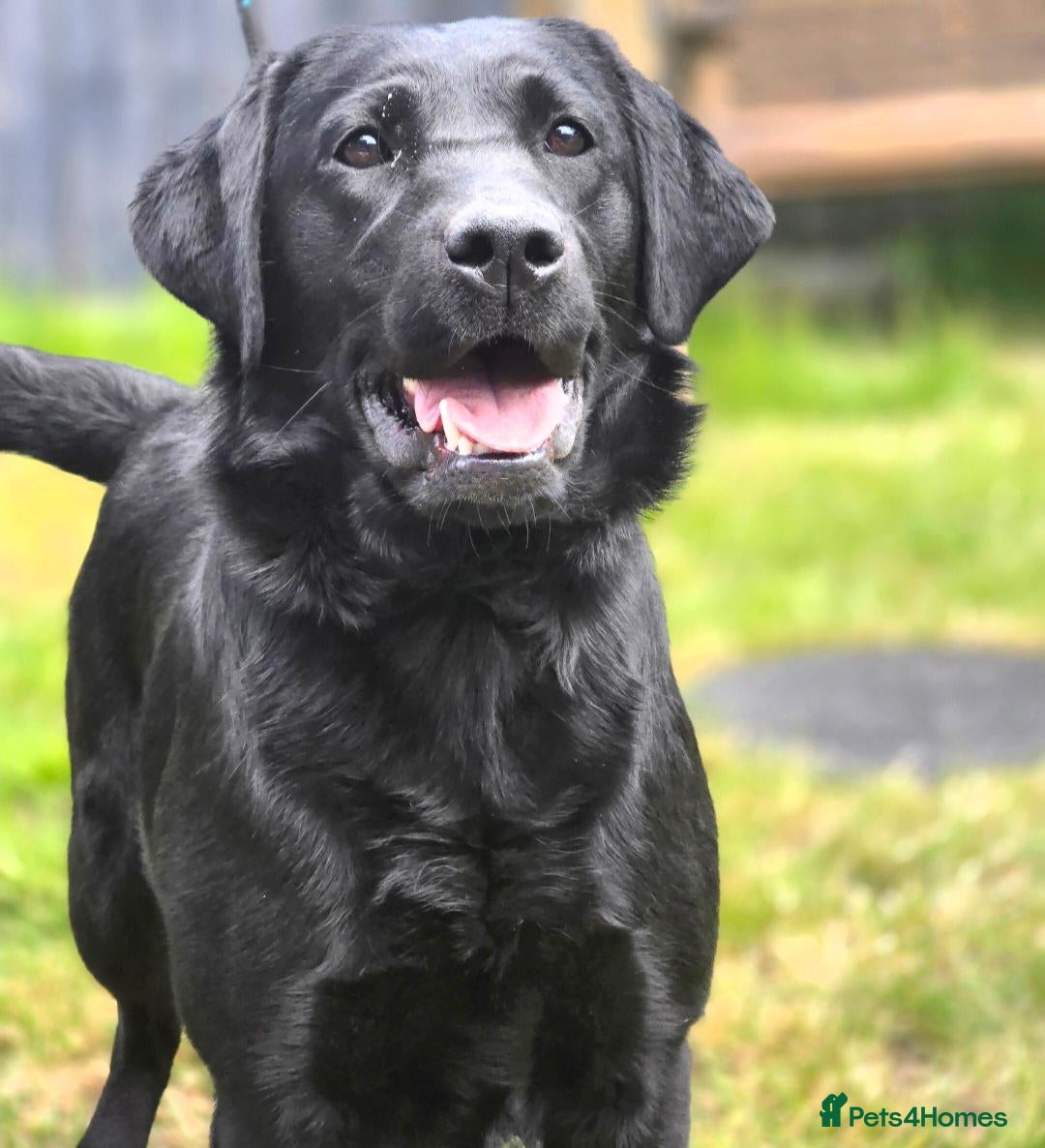 Labrador Retriever dogs 2 Year Old Female Lab  - Advert 1