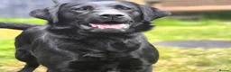 Labrador Retriever dogs for sale: 2 Year Old Female Lab  - Advert 1