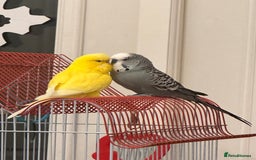 Budgerigars birds for sale: Bonded Budgies looking for a new home - Image 1