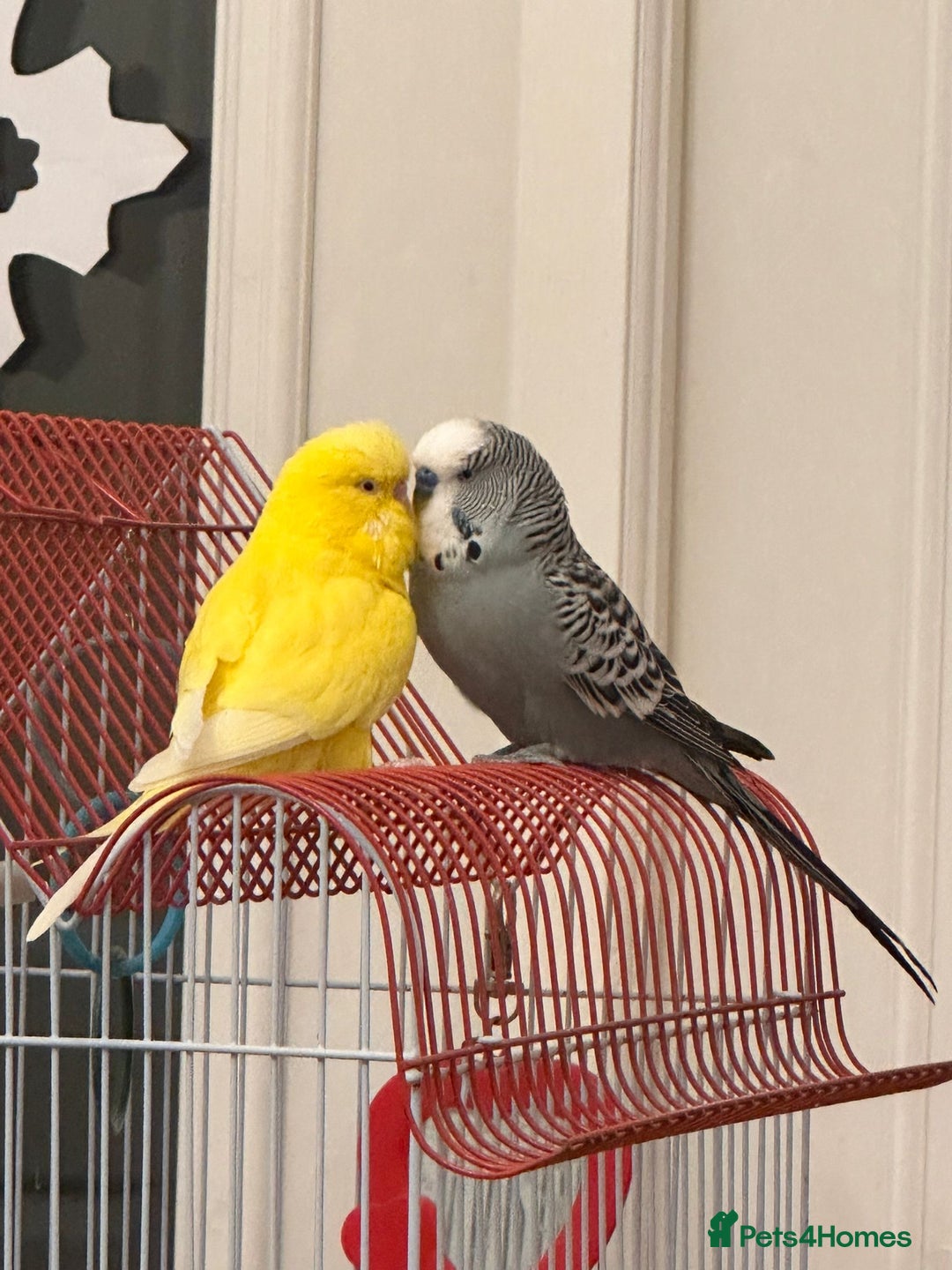 Budgerigars birds for sale: Bonded Budgies looking for a new home - Image 1