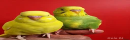 Budgerigars birds for sale: Super silly hand tamed baby budgie - Advert 2